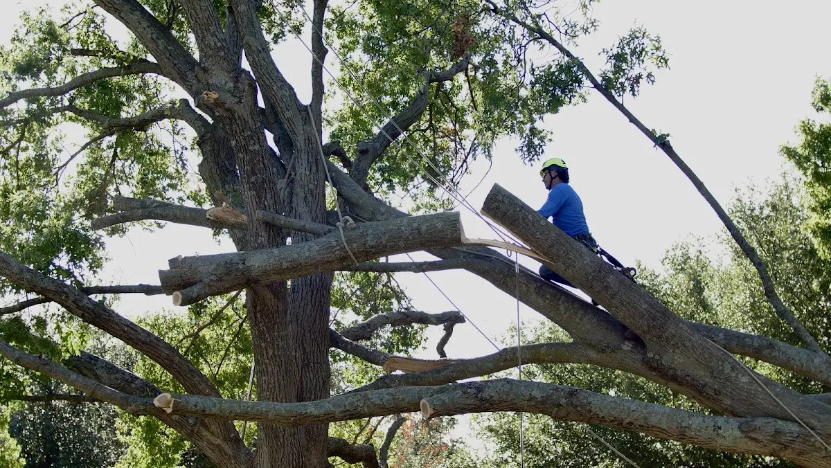 Professional Crown Thinning performed by certified arborists in Winn
