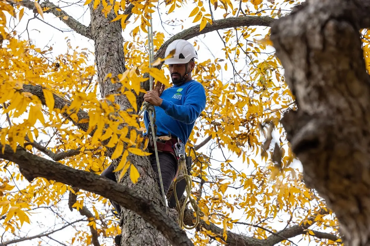 Skilled Tree Transplanting crew working in Winn